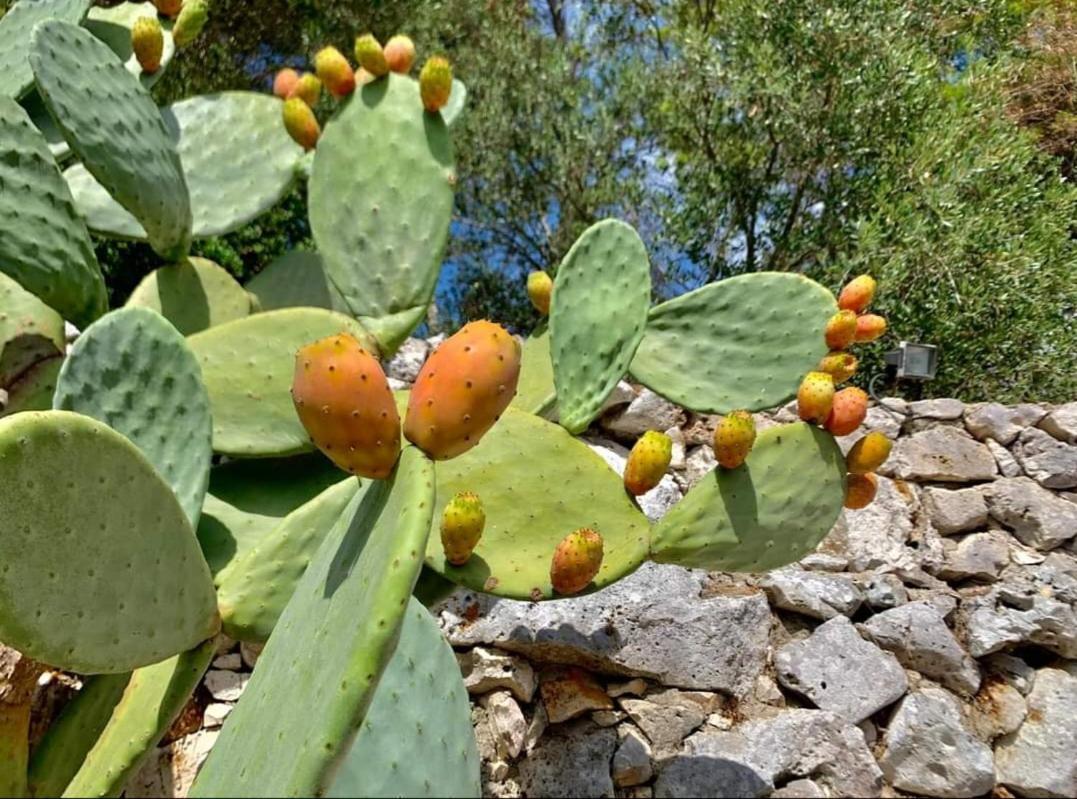 Trullo Dimora Di Pietra Gallipoli Baia Di Gallipoli Kültér fotó